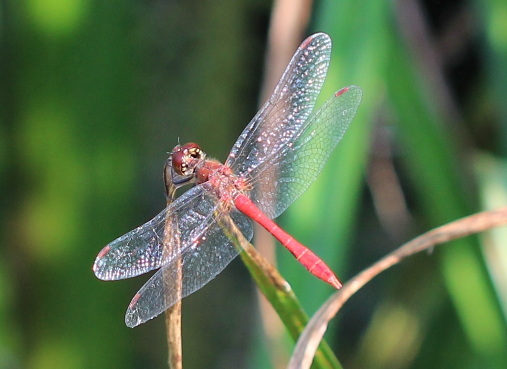 Sympetrum... quale?